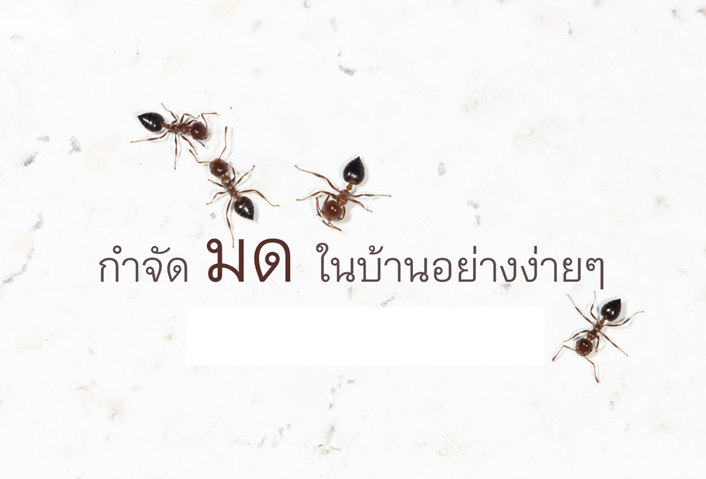 กำจัดมดในบ้านอย่างง่ายๆ thaihealth