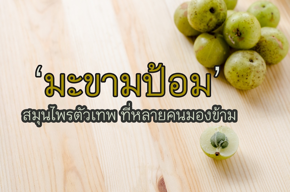 มะขามป้อม สมุนไพรตัวเทพ thaihealth