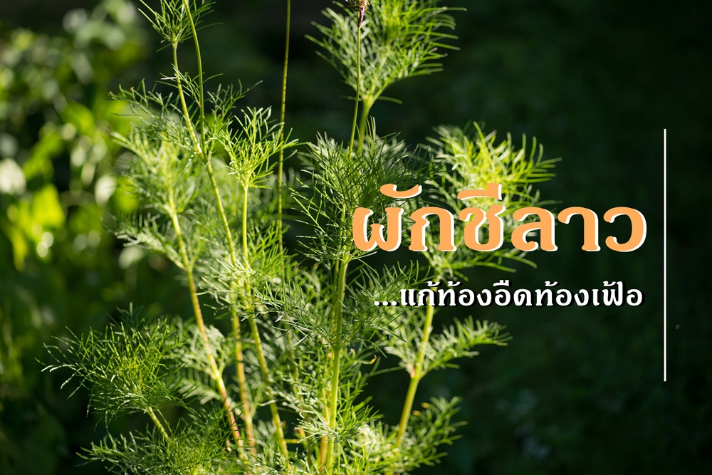ผักชีลาว : แก้ท้องอืดท้องเฟ้อ thaihealth