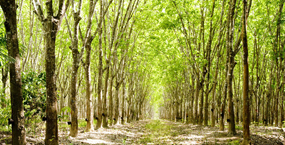 สวนหย่อมที่พักพิง รวมใจชาวปริก
