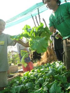 เกษตรในเมืองกับวิถีการบริโภคที่ยั่งยืน