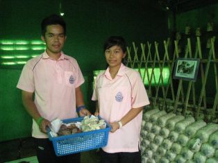 เกษตรในเมืองกับวิถีการบริโภคที่ยั่งยืน