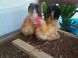 เลี้ยงไก่แจ้ กิจกรรมเชื่อมครอบครัวอบอุ่น รั้วป้องกันภัยน้ำเมา        