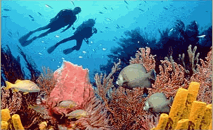 เรียนรู้ระบบนิเวศวิทยาใต้น้ำ ปลูกจิตสำนึกเยาวชนรักทะเล