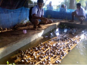 โครงการเลี้ยงกบฯ รร.บ้านเขากรวด  อ.ห้วยกระเจา จ.กาญจนบุรี 