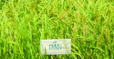 สสส.หนุนเกษตรกร มีสุขภาพที่ดี มีวิถีพอเพียง 