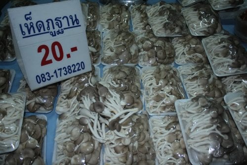 เพาะเห็ดขุนทะเล