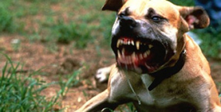 5 ย. ป้องกันโรคพิษสุนัขบ้า