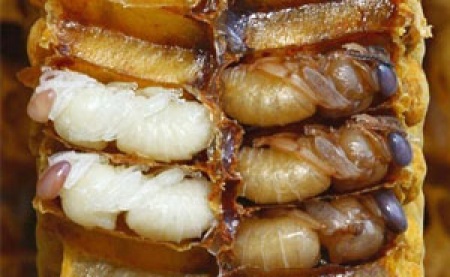 เตือนบริโภคตัวอ่อนผึ้ง-ต่อ ดิบ ระวังโรคท้องร่วง