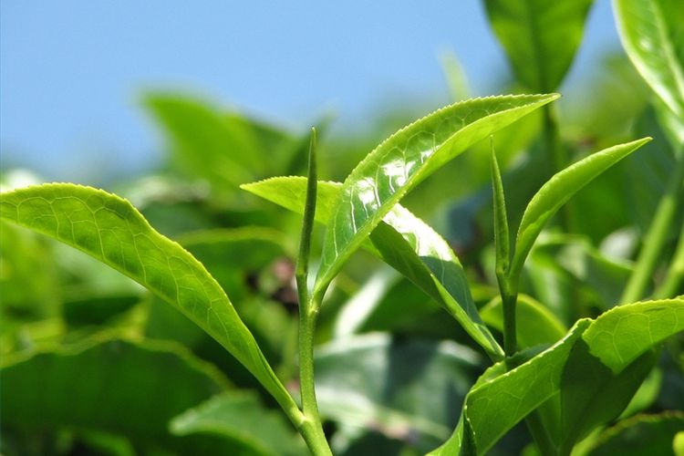 บูรณาการ‘ใบชา’พัฒนาสู่อาชีพที่ยั่งยืน thaihealth