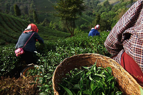 บูรณาการ‘ใบชา’พัฒนาสู่อาชีพที่ยั่งยืน thaihealth