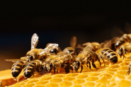 กินน้ำผึ้งปลอม เสี่ยงสารพัดโรคเรื้อรัง