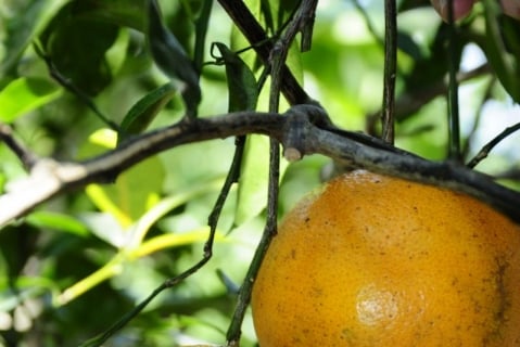 'ส้มแก้ว' ผลไม้ท้องถิ่น ดึงเยาวชนร่วมอนุรักษ์ thaihealth