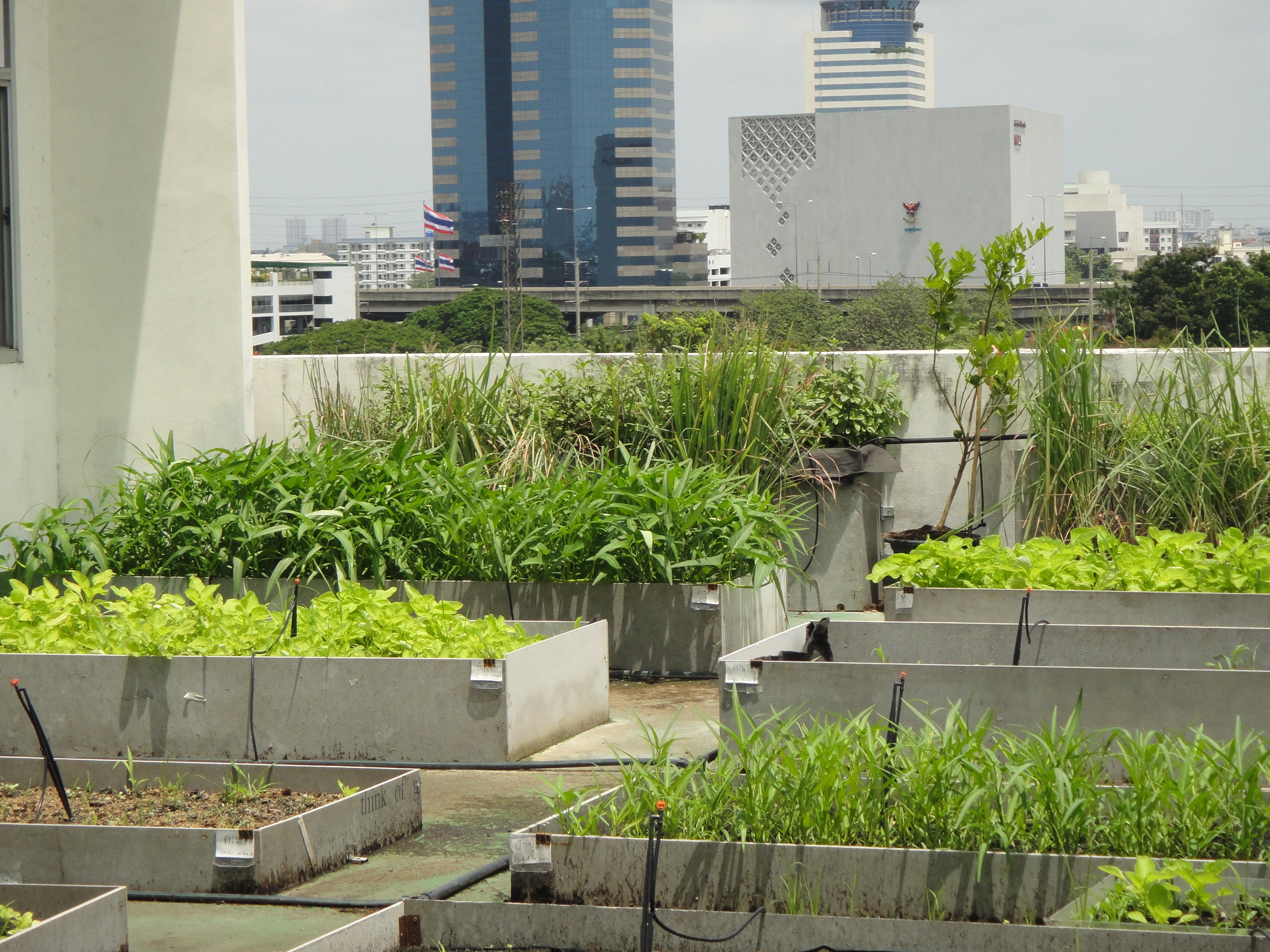 สวนผักปัญญาชน ในแปลงมหา'ลัยสีเขียว thaihealth