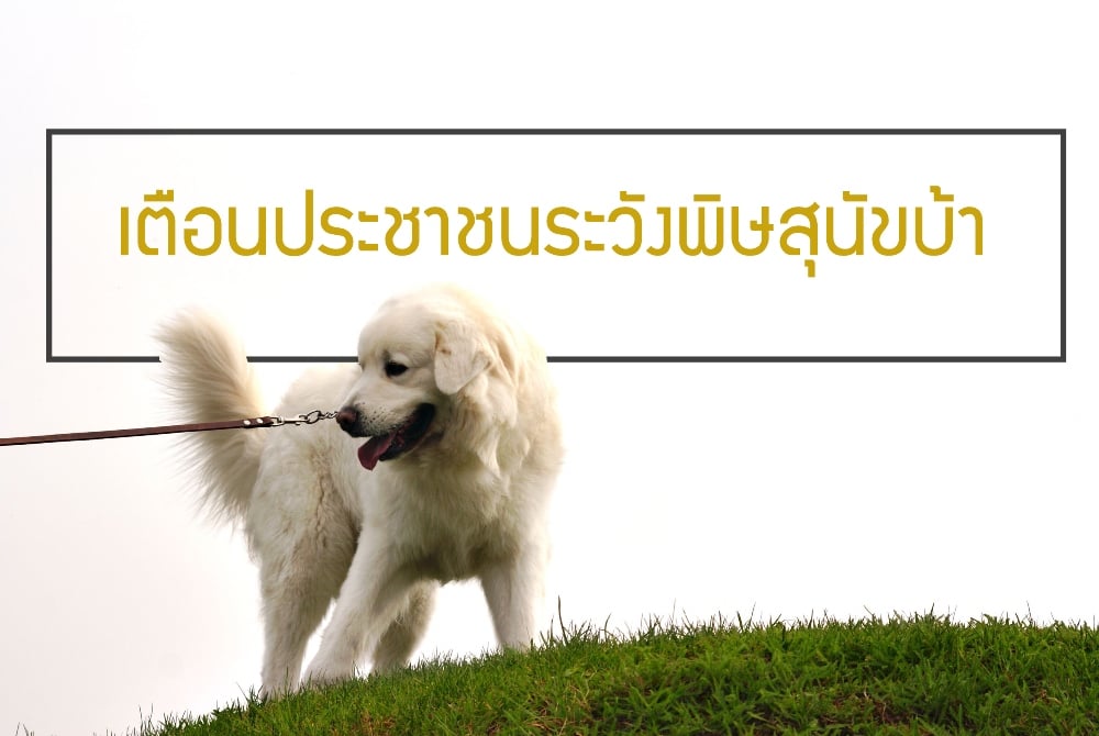 เตือนประชาชนระวังพิษสุนัขบ้า thaihealth