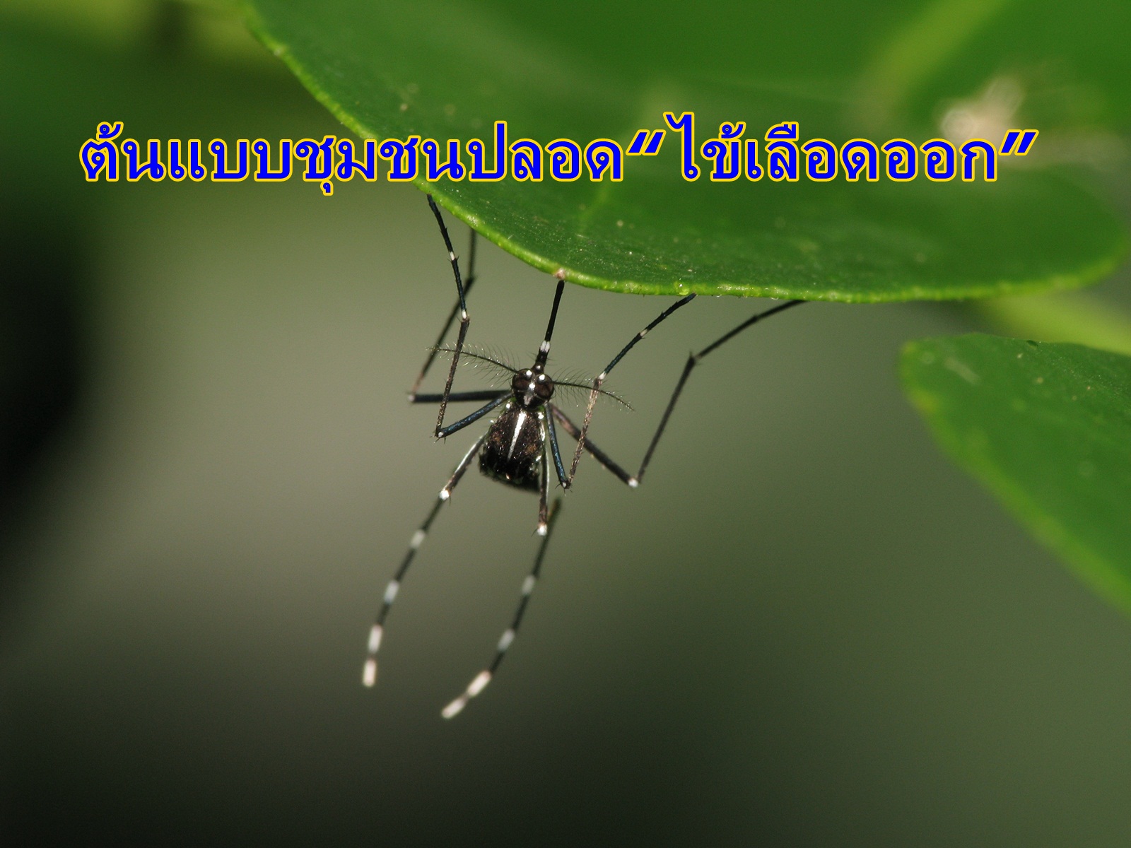 ต้นแบบชุมชนปลอด“ไข้เลือดออก” thaihealth