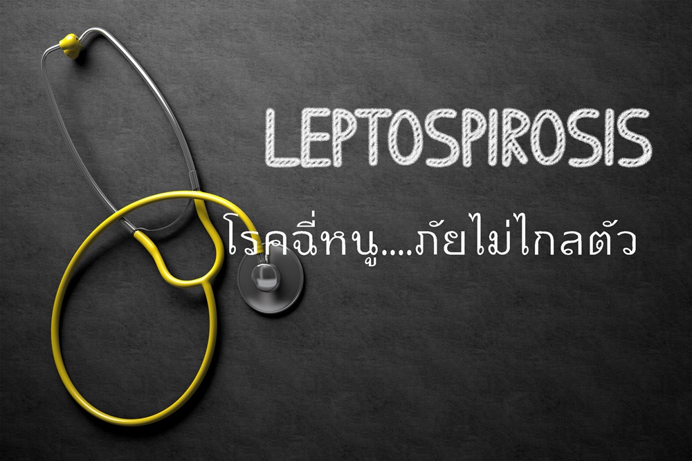 โรคฉี่หนู....ภัยไม่ไกลตัว thaihealth