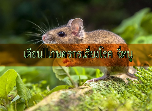 เตือน!!เกษตรกรเสี่ยงโรค ฉี่หนู thaihealth