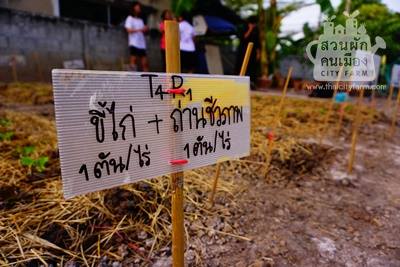 สวนผัก ที่ไม่ใช่แค่สวนผัก thaihealth