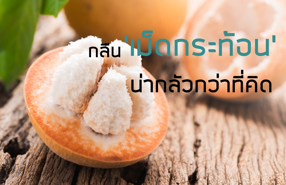 กลืนเม็ดกระท้อนน่ากลัวกว่าที่คิด thaihealth