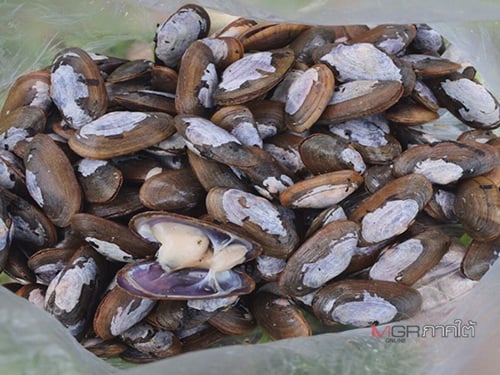 เตือน!! อันตรายห้ามกิน “หอยตีเบง” thaihealth