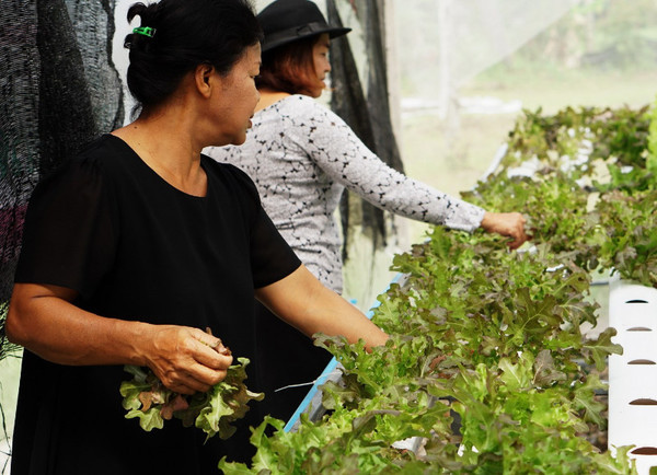 ชุมชนบางหมาก รวมพลังผลิต-บริโภคผักปลอดภัย thaihealth