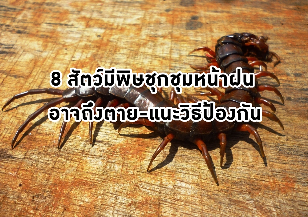 8 สัตว์มีพิษชุกชุมหน้าฝน อาจถึงตาย-แนะวิธีป้องกัน thaihealth