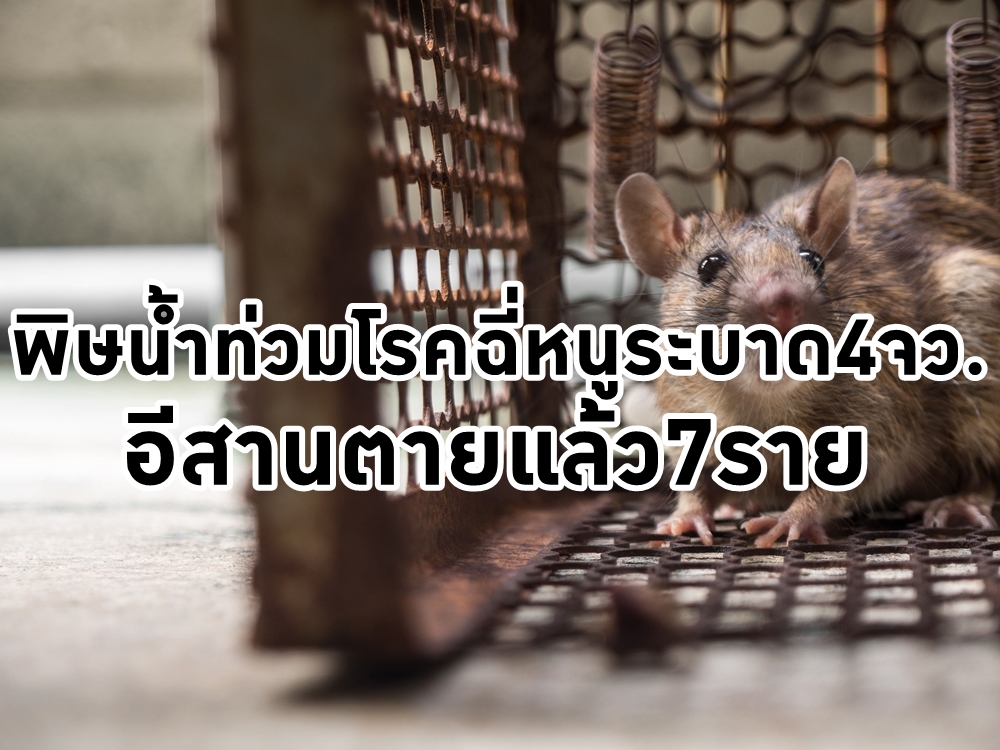 พิษน้ำท่วมโรคฉี่หนูระบาด4จว.อีสานตายแล้ว7ราย thaihealth