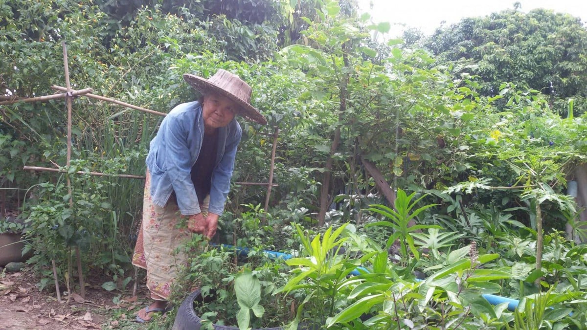 ผักปลอดสารบ้าน 'แม่อาว' แหล่งผลิตอาหารปลอดภัยสู่ครัวเรือน thaihealth