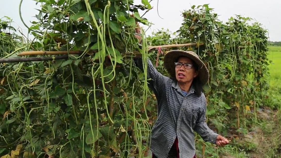 ผักปลอดสารบ้าน 'แม่อาว' แหล่งผลิตอาหารปลอดภัยสู่ครัวเรือน thaihealth