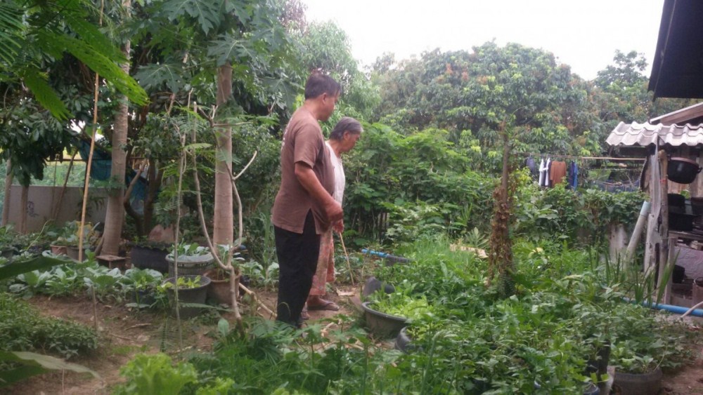 ผักปลอดสารบ้าน 'แม่อาว' แหล่งผลิตอาหารปลอดภัยสู่ครัวเรือน thaihealth