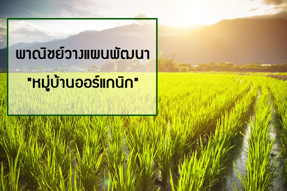 พาณิชย์วางแผนพัฒนาหมู่บ้านออร์แกนิก thaihealth