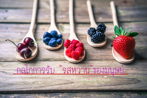 กลไกลการรับรสหวานของมนุษย์ thaihealth