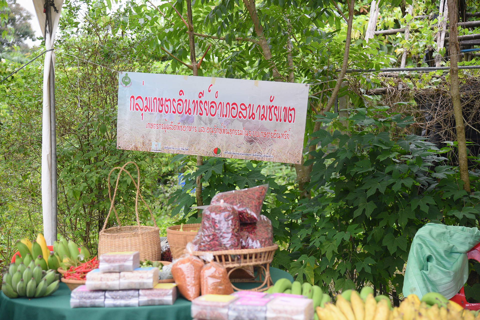 'สนามชัยเขต' สวรรค์ของคนรักผัก thaihealth