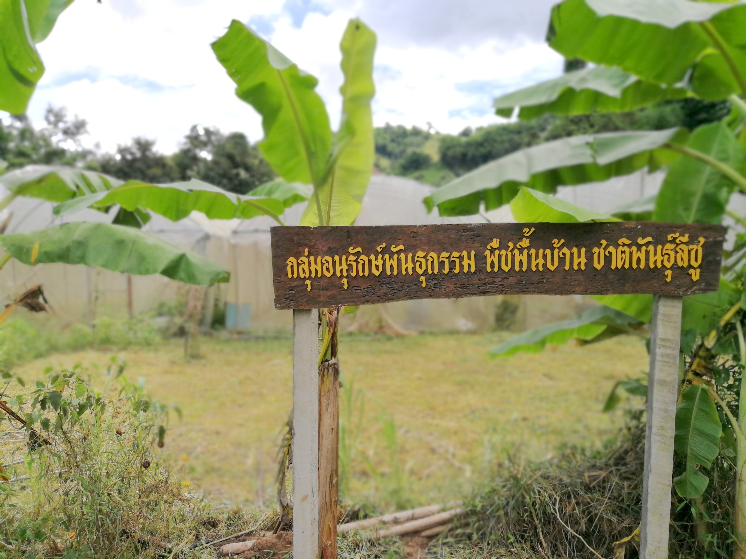 นาของพ่อเมล็ดพันธุ์ความมั่นคงทางอาหารที่ยั่งยืน thaihealth