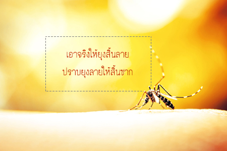เอาจริงให้ยุงสิ้นลาย ปราบยุงลายให้สิ้นซาก - สำนักงานกองทุนสนับสนุนการสร้างเสริมสุขภาพ (สสส.) เอาจริงให้ยุงสิ้นลาย ปราบยุงลายให้สิ้นซาก - สำนักงานกองทุนสนับสนุนการสร้างเสริมสุขภาพ (สสส.)