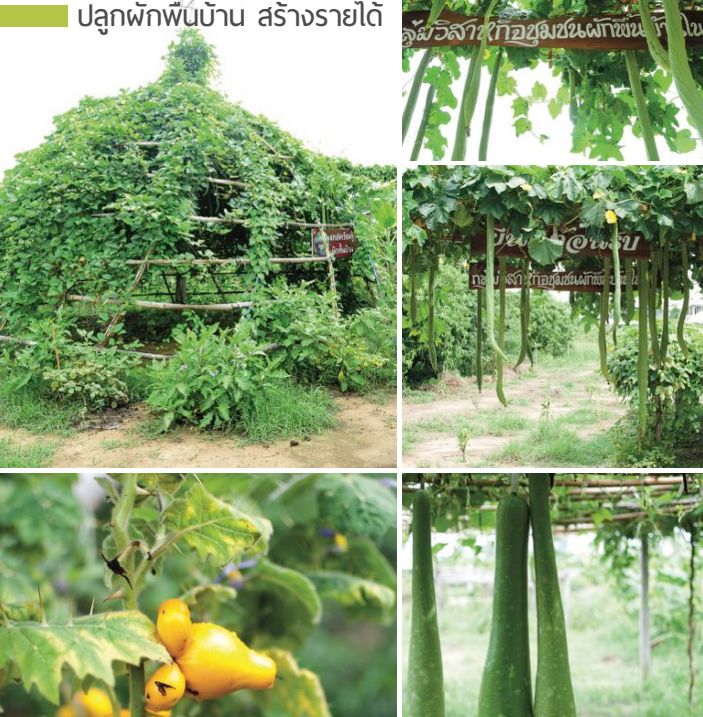 ปลูกผักพื้นบ้าน สร้างรายได้ thaihealth