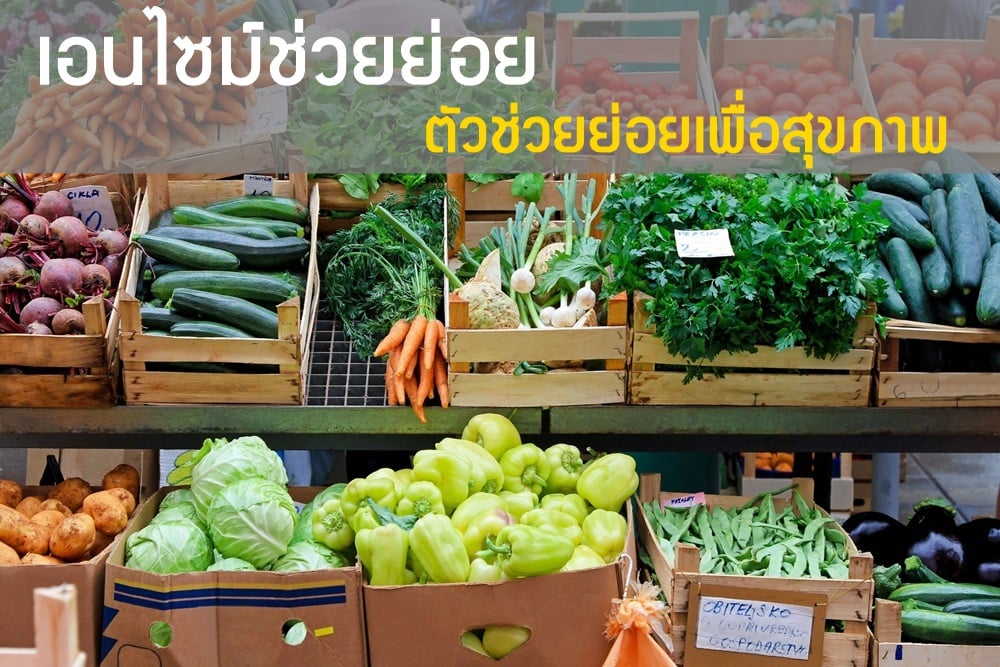เอนไซม์ช่วยย่อย ตัวช่วยย่อยเพื่อสุขภาพ thaihealth