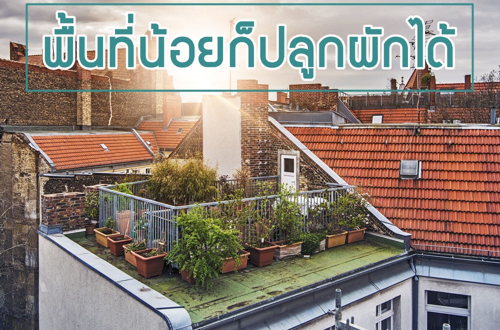 พื้นที่น้อยก็ปลูกผักได้ thaihealth