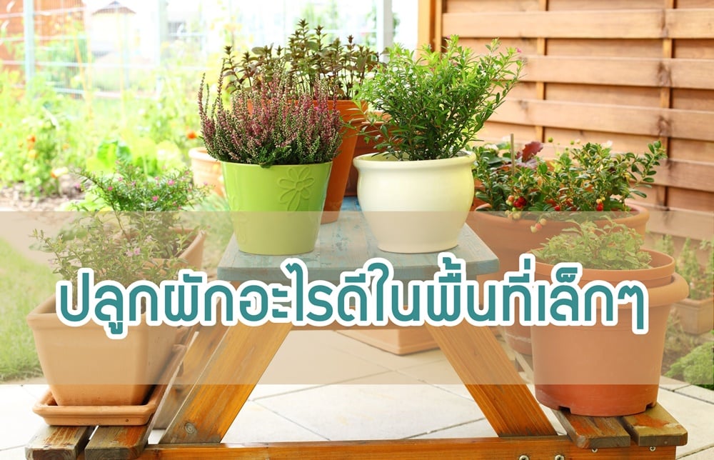 ปลูกผักอะไรดีในพื้นที่เล็กๆ thaihealth