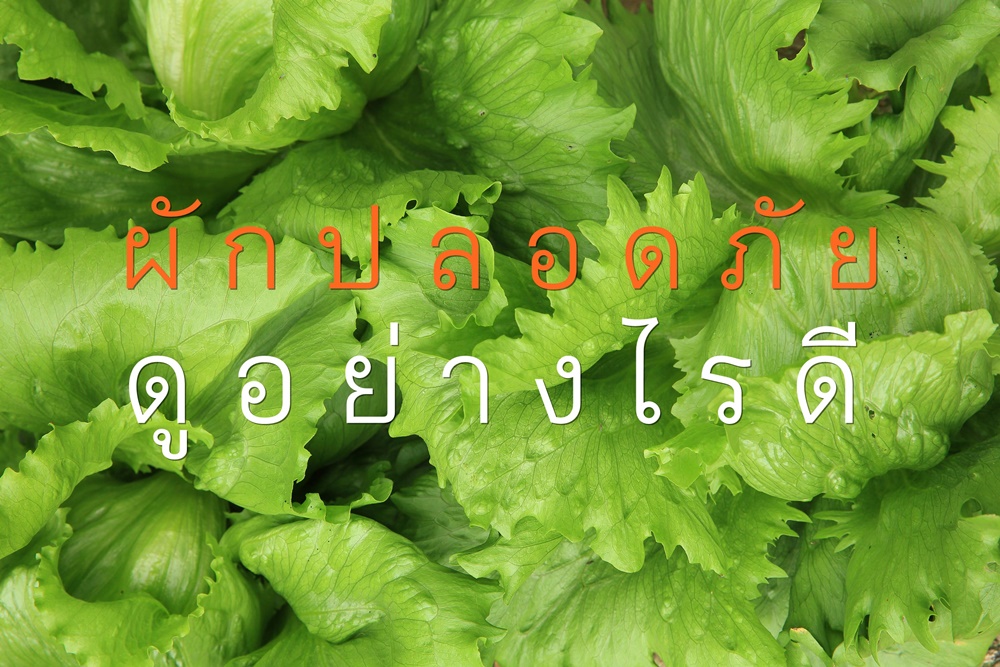 ผักปลอดภัย ดูอย่างไรดี thaihealth