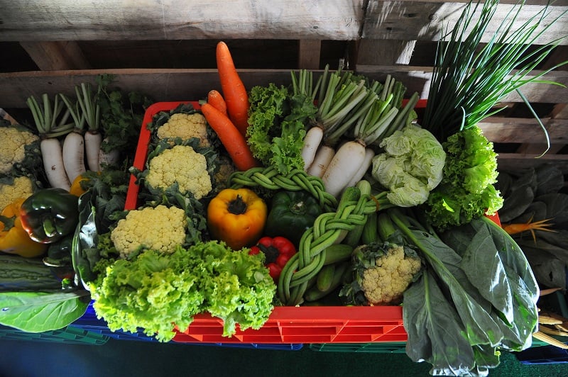 บ่มเพาะเกษตรกรตัวน้อยสร้างอาชีพเกษตรอินทรีย์ thaihealth