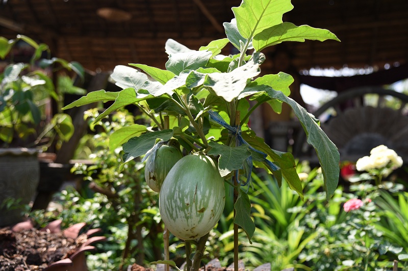 บ่มเพาะเกษตรกรตัวน้อยสร้างอาชีพเกษตรอินทรีย์ thaihealth