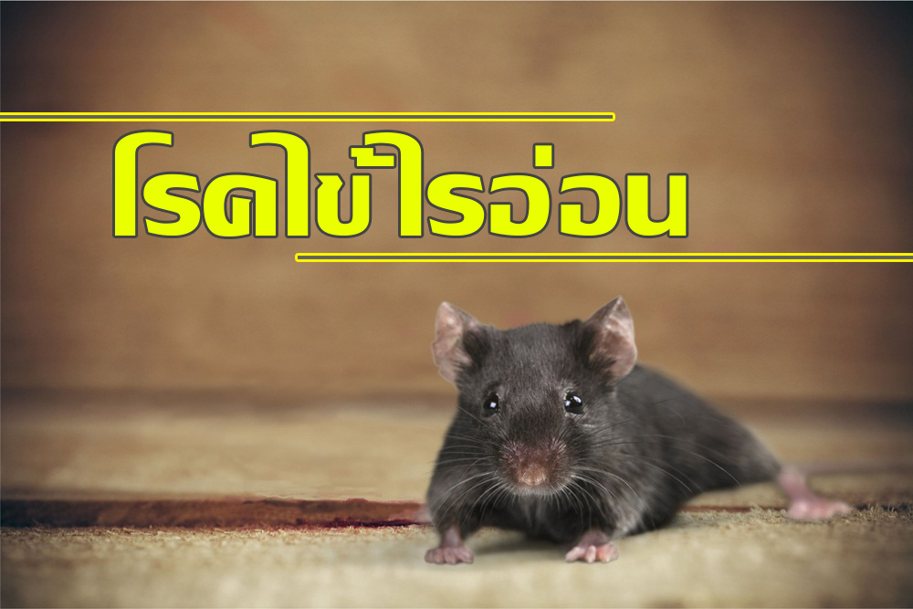 โรคไข้ไรอ่อน thaihealth