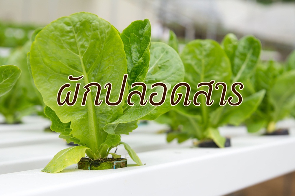 ผักปลอดสาร thaihealth