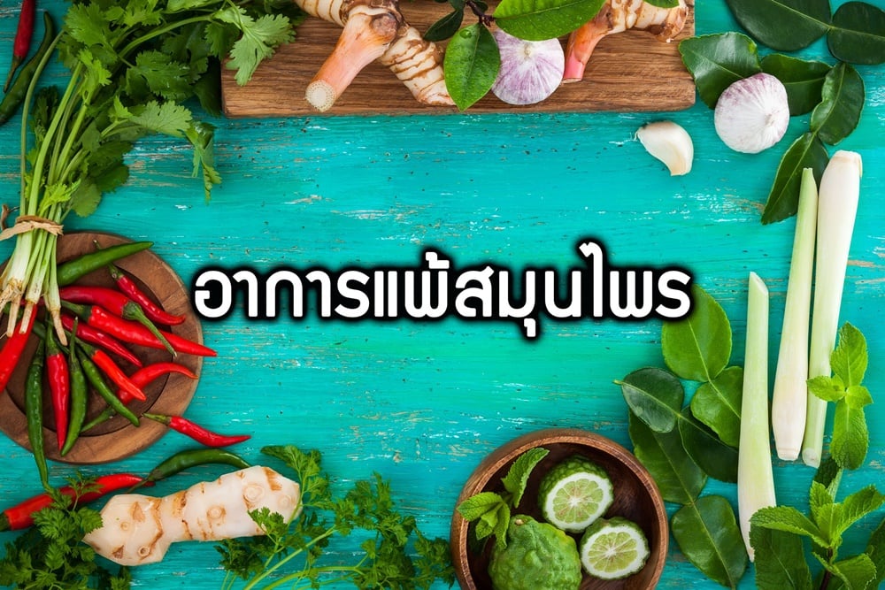 อาการแพ้สมุนไพร thaihealth