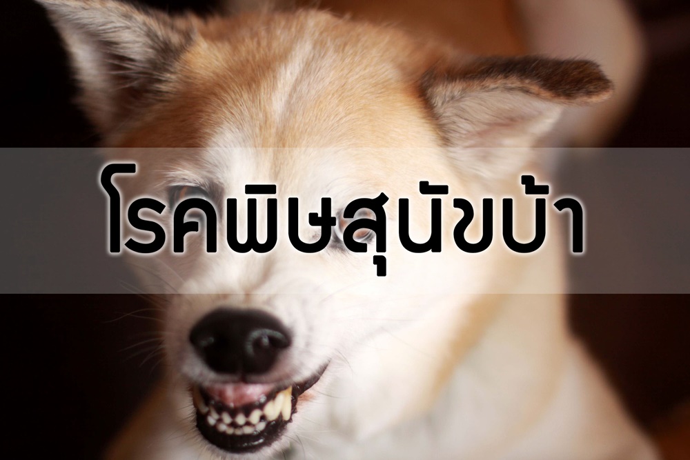 โรคพิษสุนัขบ้า  thaihealth