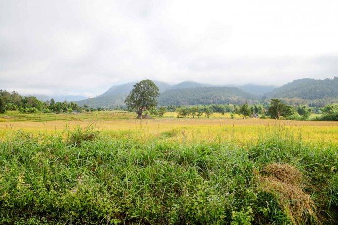 สวนวนเกษตร สวนเกษตรทฤษฎีใหม่ thaihealth
