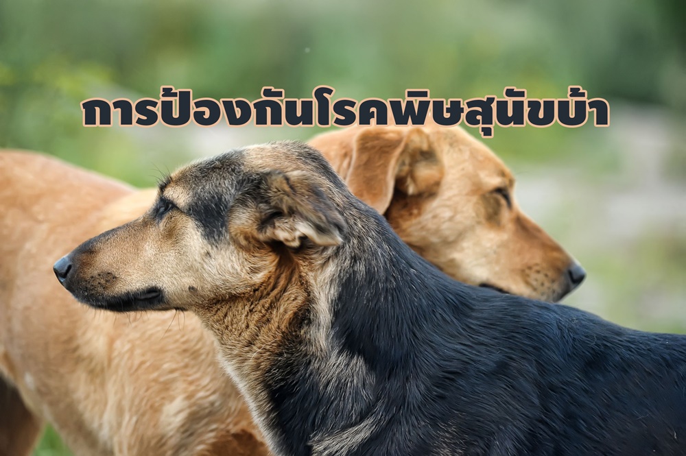 การป้องกันโรคพิษสุนัขบ้า thaihealth