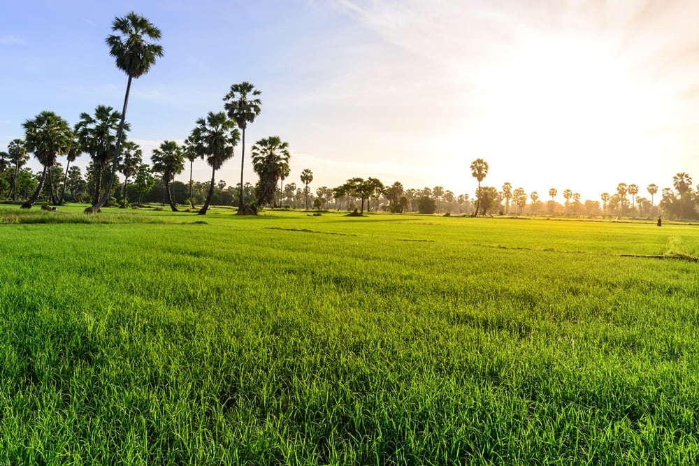 พณ.วิจัย'ข้าวพันธุ์ กข 43'เหมาะผู้ป่วยเบาหวาน-โรคไต thaihealth